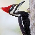 Pileated Woodpecker (matted print 8x12) JAH-14-156